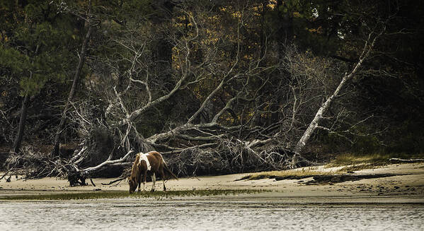 Autumn Art Print featuring the photograph Island Pony by Donald Brown