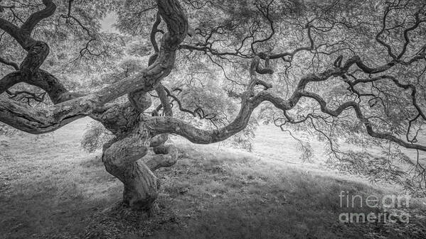 Japanese Maple Tree Art Print featuring the photograph Japanese Maple Tree Bw by Michael Ver Sprill