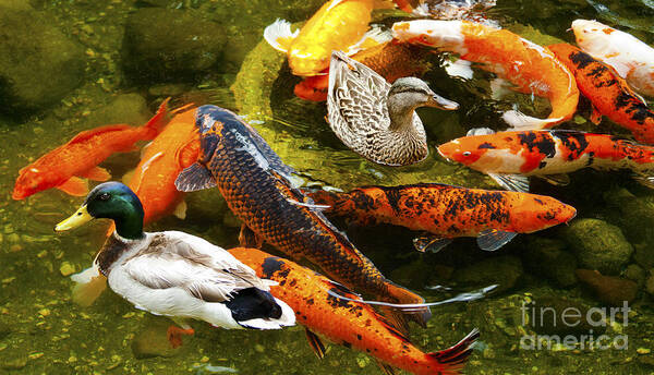 Koi Fish Photographs Art Print featuring the photograph Koi Fish in Pond Swimming With Two Mallard Ducks by Jerry Cowart