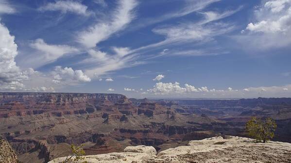 Pine Tree Art Print featuring the photograph Little Tree...Grand Canyon by Brian Kamprath