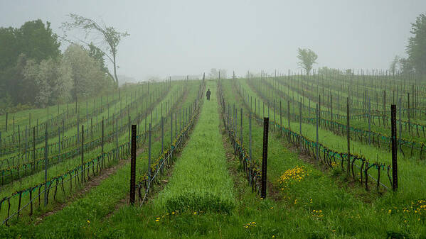 Vine Art Print featuring the photograph Lone Figure in Vineyard in the Rain on the Mission Peninsula Michigan by Mary Lee Dereske