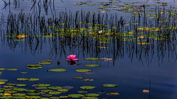 New Jersey Art Print featuring the photograph Lone Pink Water Lily by Louis Dallara