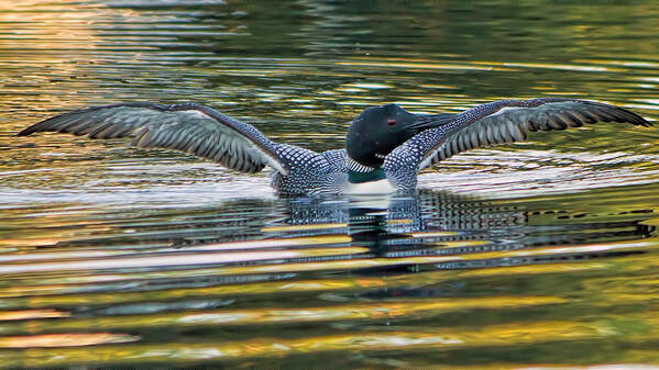 Common Loon Art Print featuring the photograph Loon Lake Winnisquam by Stephen Anthony