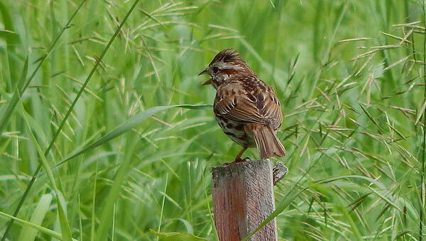 Sparrow Art Print featuring the photograph Mighty Sparrow by Kimberly Woyak