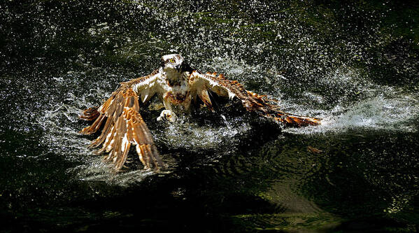 Osprey Art Print featuring the photograph Missed catch by Stuart Harrison