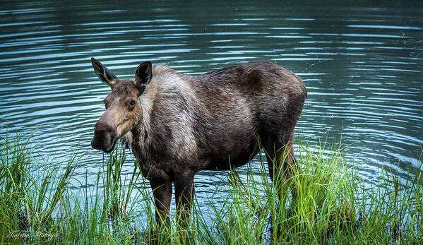 Animal Art Print featuring the photograph Moose by Andrew Matwijec