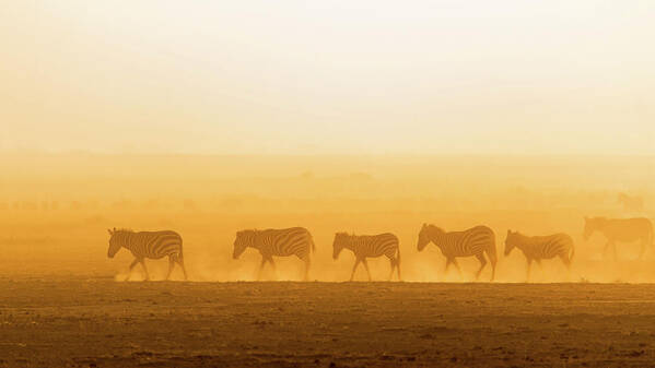 Zebras Art Print featuring the photograph Morning Walk by Hao Jiang