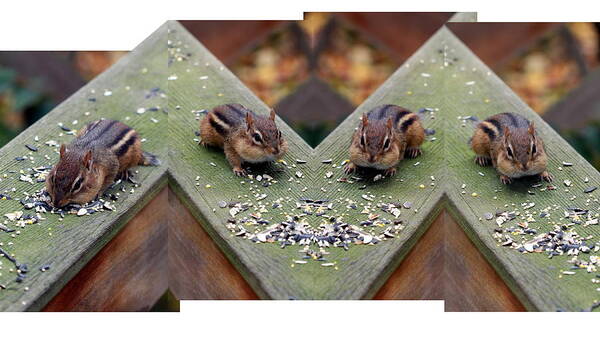 Chipmunk Art Print featuring the photograph Mr. Chips Photo Shoot by Andrea Lazar