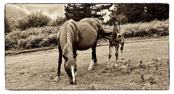 Foal Art Print featuring the photograph New blood by Weston Westmoreland