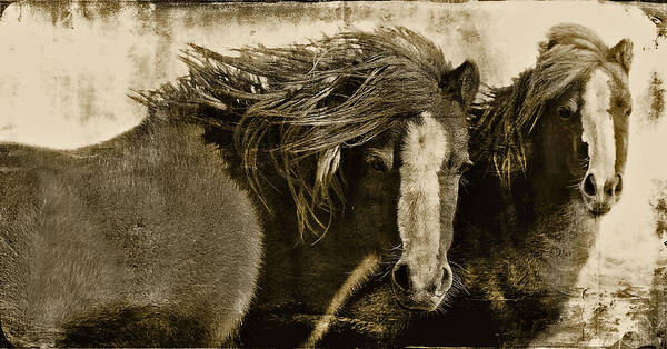 Pony Art Print featuring the photograph Winds of Time by Amanda Smith