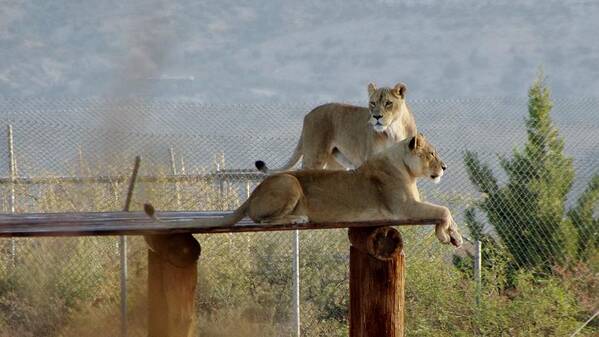 Out Of Africa Art Print featuring the photograph Out of Africa Lions by Phyllis Spoor