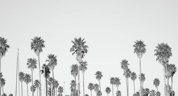 Treetop Art Print featuring the photograph Palm Trees by Tokenphoto