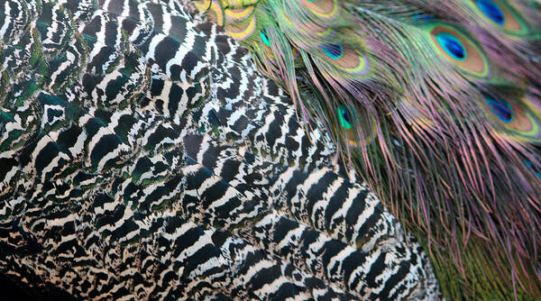 Peacock Art Print featuring the photograph Peacock Feathers by Cynthia Guinn