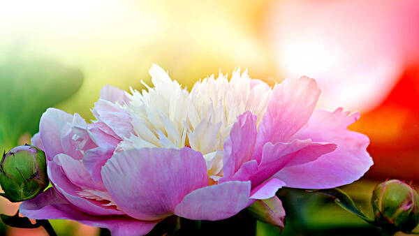 Art Art Print featuring the photograph Heavenly Peony by Joan Han