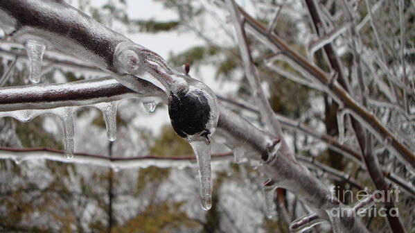 Winter Art Print featuring the photograph Preserved by Margaret Hamilton