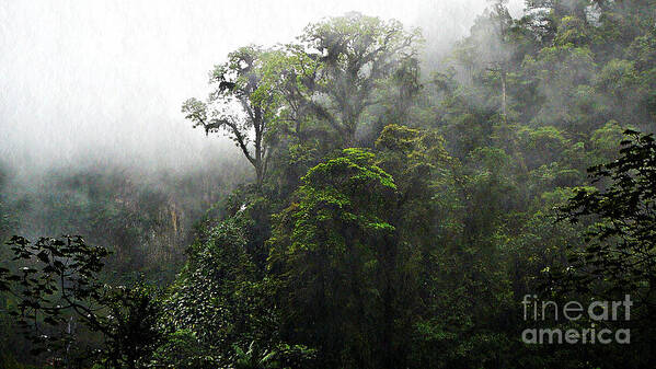 Rainforest Art Print featuring the photograph Rainforest by Chris Sotiriadis