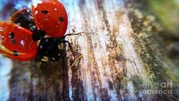 Lady Bug Macro Art Print featuring the photograph Ready For Take Off by Peggy Franz