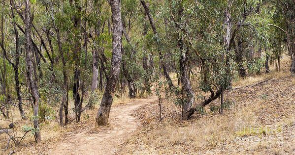 Australia Art Print featuring the photograph Red Hill Trail by Steven Ralser