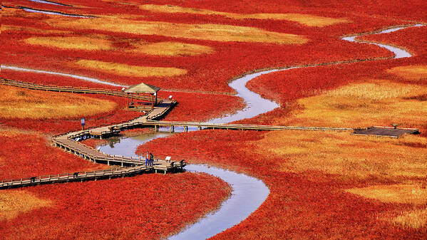 Autumn Art Print featuring the photograph Salt Pond by Tiger Seo