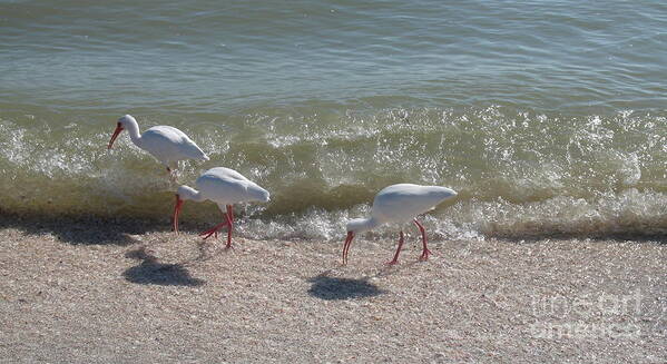 Ibis Art Print featuring the photograph Sanibel Ibis by Christiane Schulze Art And Photography