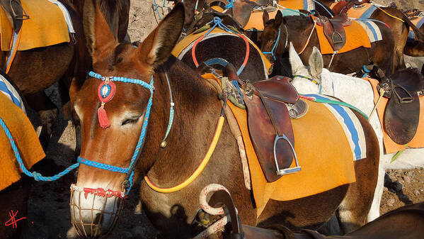 Colette Art Print featuring the photograph Santorini Donkeys Ready for Work by Colette V Hera Guggenheim