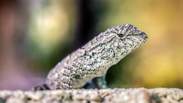 America Art Print featuring the photograph Sceloporus undulatus by Rob Sellers