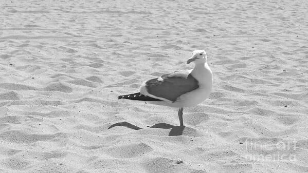 Seagull Art Print featuring the photograph Seagull polka-dot by Nora Boghossian