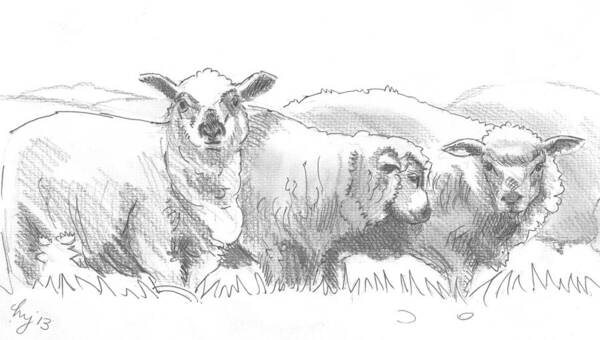 Sheep Art Print featuring the drawing Sheep Drawing by Mike Jory