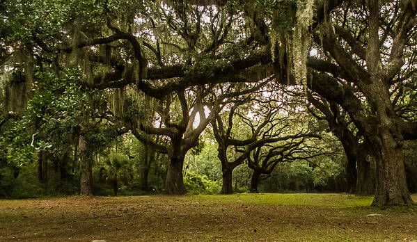 Landscape Art Print featuring the photograph Six Oaks Cemetery by Tony Delsignore