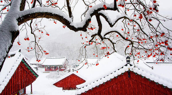 Temple Art Print featuring the photograph Snow In Temple by Bongok Namkoong