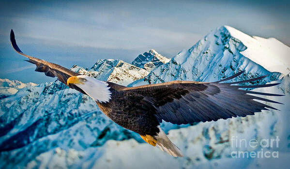 Eagle Art Print featuring the photograph Soaring Bald Eagle by Gary Keesler