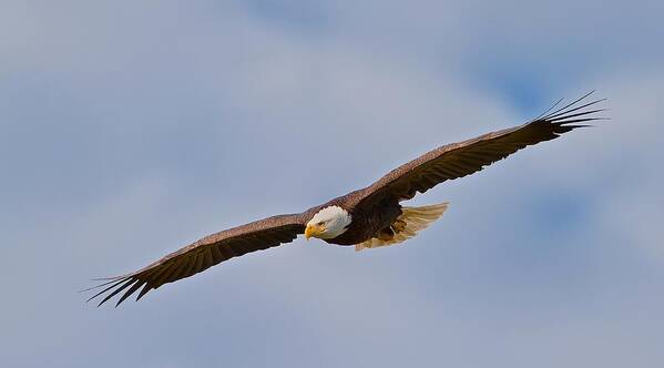 Bald Eagle Art Print featuring the photograph Soaring High by Dale J Martin