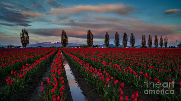 Tulip Fields Art Print featuring the photograph Soaring Skagit Valley Skies by Mike Reid