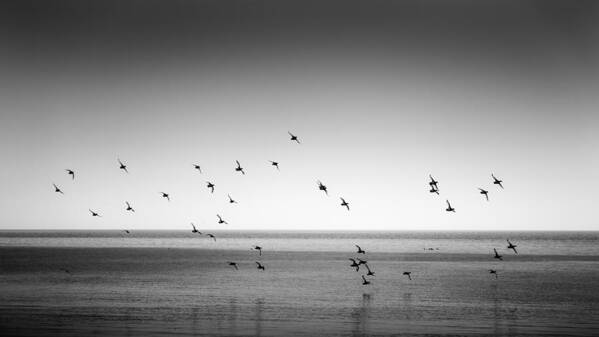 Ducks Art Print featuring the photograph Spectacle of Flight by Peter Scott