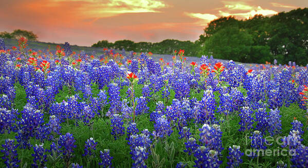 Spring Art Print featuring the photograph Springtime Sunset in Texas - Texas Bluebonnet wildflowers landscape flowers paintbrush by Jon Holiday