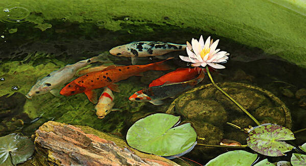 Summer Art Print featuring the photograph Summer Koi and Lilly by Amanda Smith