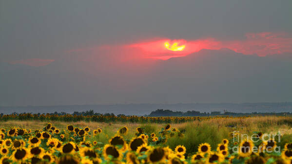 Flowers Art Print featuring the photograph Sunflowers in Mordor by Jim Garrison