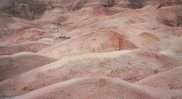 The Badlands Art Print featuring the photograph The Badlands Rolling Coral Dunes by Nadalyn Larsen