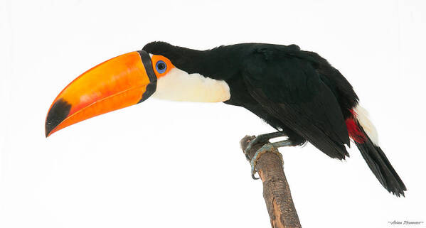 Toco Art Print featuring the photograph Toco Toucan on White 2 by Avian Resources