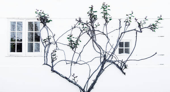 Outdoors Art Print featuring the photograph Tree Grows Alongside A White Washed by Leah Bignell
