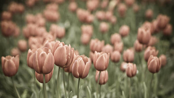 Tulip Field Art Print featuring the photograph Tulip Field by Frank Tschakert