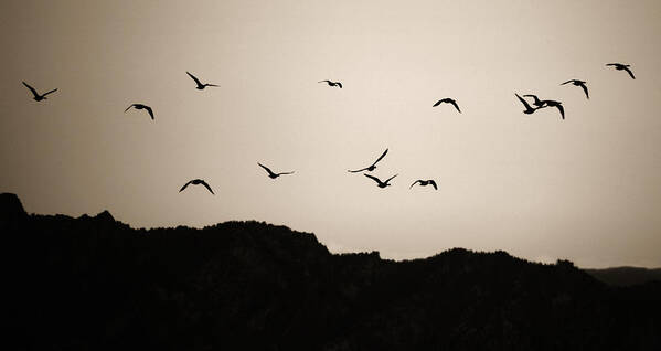 Twilight Art Print featuring the photograph Twilight Geese by Marilyn Hunt