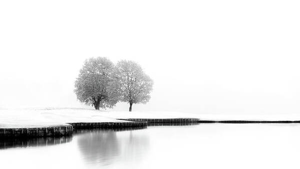 Trees Art Print featuring the photograph United by Marc Huybrighs