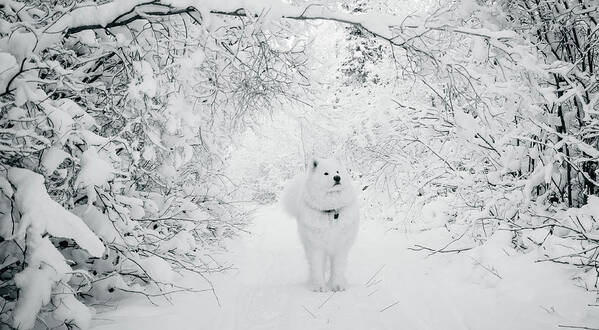 Samoyed Art Print featuring the photograph Walking in a Winter Wonderland by Valerie Pond