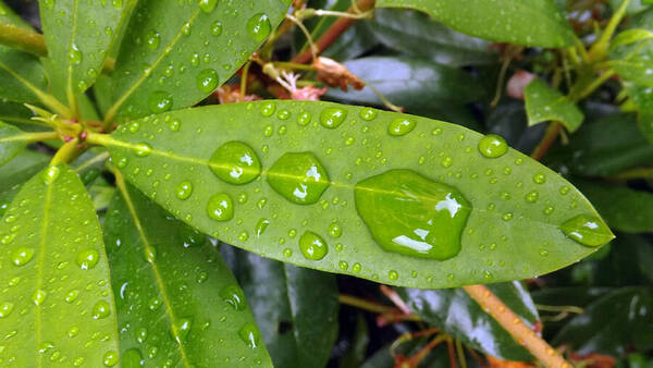 Water Art Print featuring the photograph Water Droplets On Leaf by Joyce Wasser