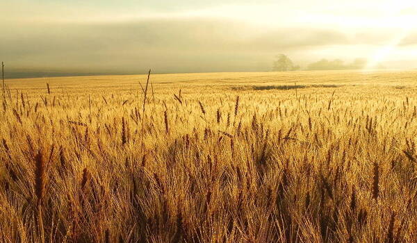 Wheat Art Print featuring the photograph Waves of Wheat by Whispering Peaks Photography