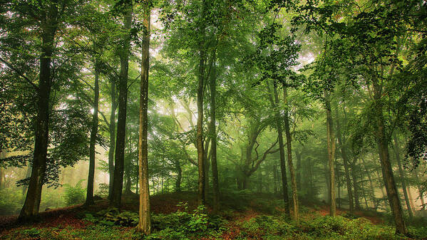 Trees Art Print featuring the photograph Welcome In The Forest. by Leif L??ndal