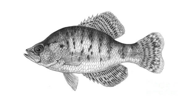 White Crappie Art Print featuring the photograph White Crappie Pomoxis Annularis by Carlyn Iverson