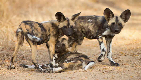 African Wild Dog Art Print featuring the photograph Wild Dog Pups by Max Waugh