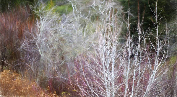 California Native Plants Art Print featuring the photograph Winter Shrub Border with Alder by Saxon Holt